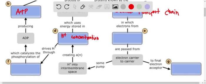 Phosphorylation oxidative