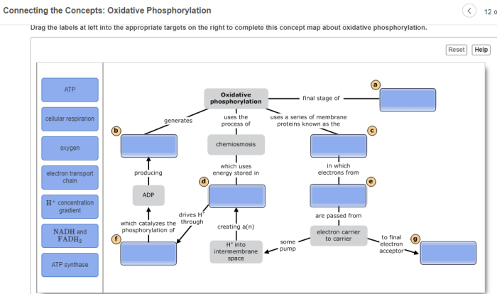 Oxidative map phosphorylation respiration cellular steps tide florida current red definition