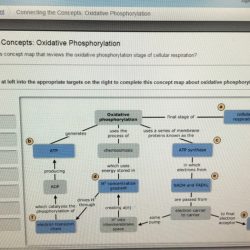 Concept map of oxidative phosphorylation