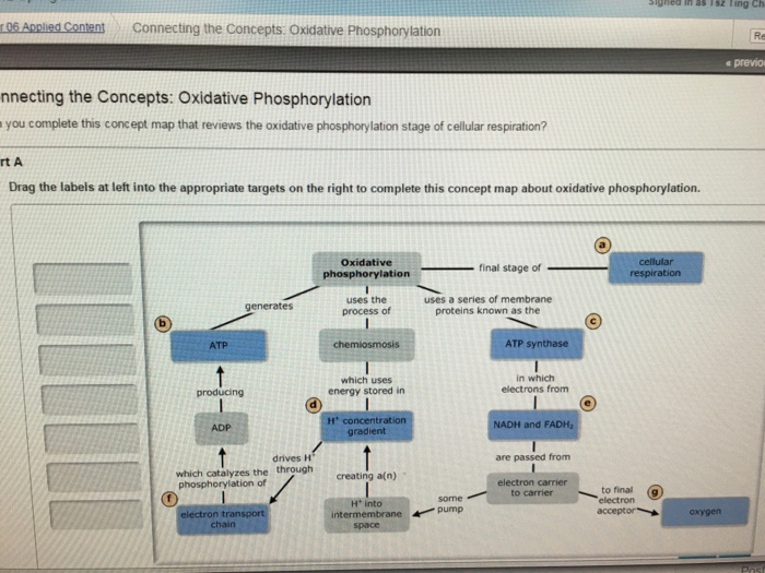 Concept map of oxidative phosphorylation