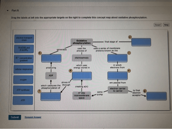 Concept map of oxidative phosphorylation