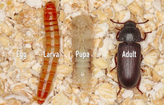 How many cells does a mealworm have