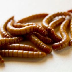 Mealworm worms mealworms larvae insect species breeding