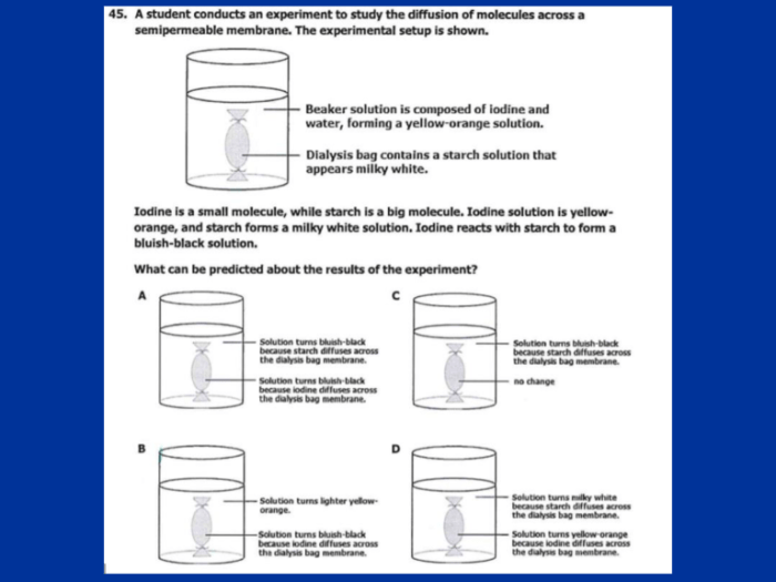 Match the descriptions with the correct membrane component.