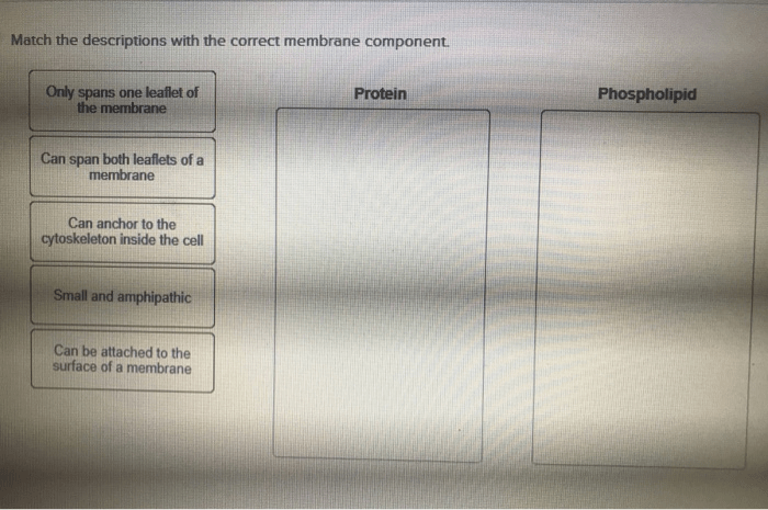 Match the descriptions with the correct membrane component.