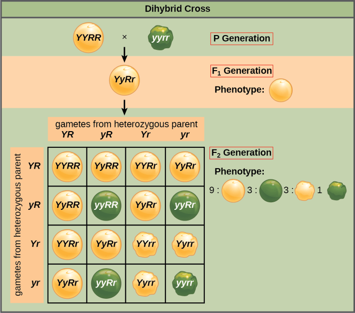 Has suppose alleles gene two solved genotype dominant whose individual which homozygous styles transcribed problem text been show over other