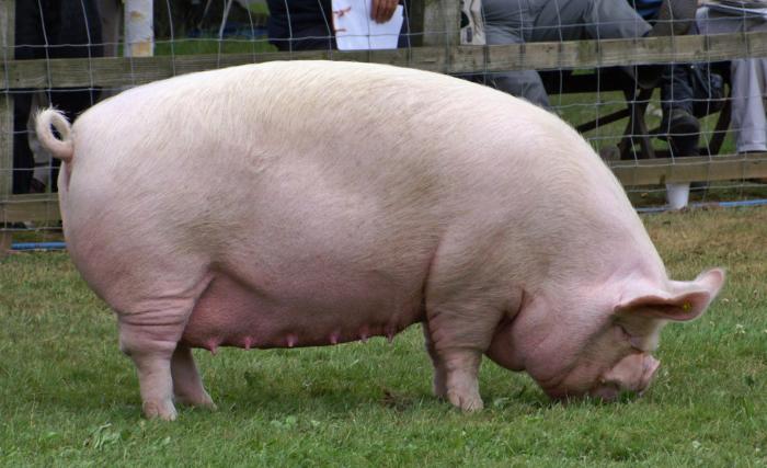 Pig middle sow pigs file large wikipedia breed animal wallpaper show petmapz big wallpapers