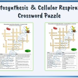 Photosynthesis and cellular respiration crossword puzzle