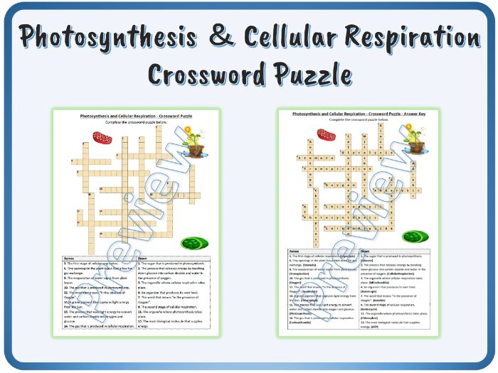 Photosynthesis and cellular respiration crossword puzzle