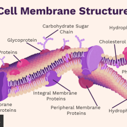 Match cell its organelle description each organelles cellular energy