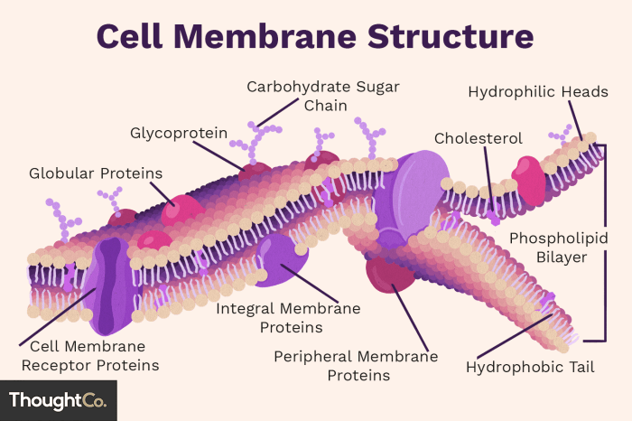 Match cell its organelle description each organelles cellular energy