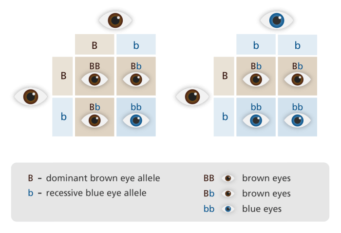 Allele dominant transcribed